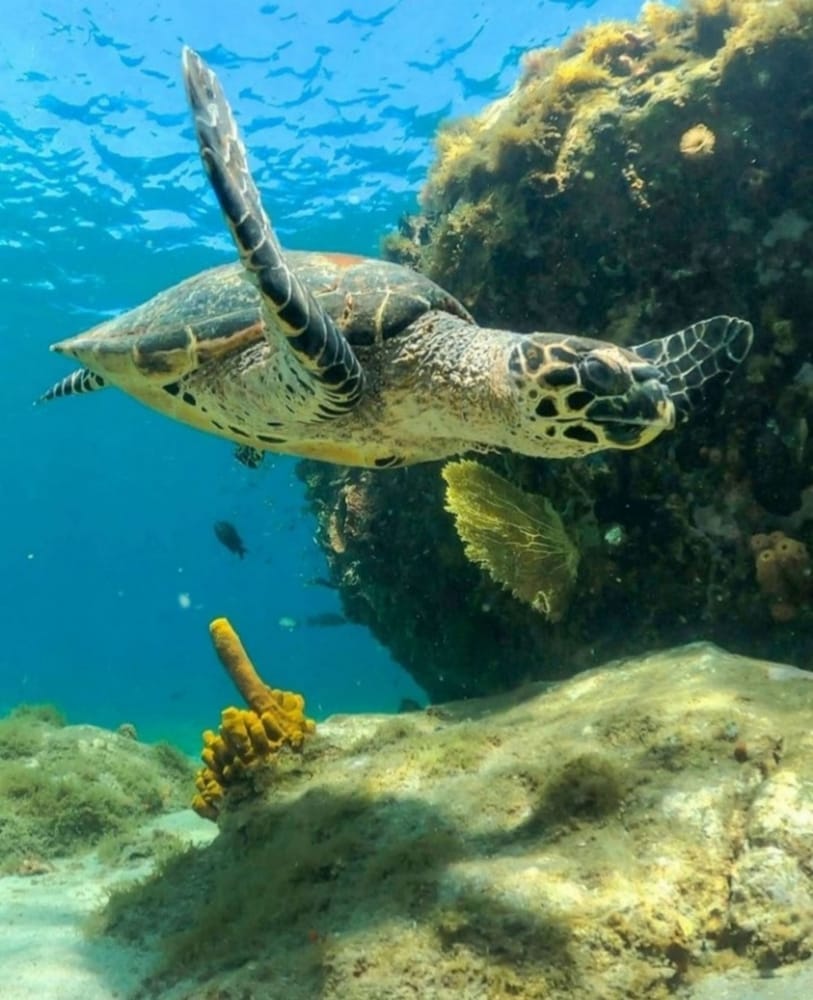 Stor havskildpadde svømmer i klart, turkisblåt vand nær Sri Lankas kyst.