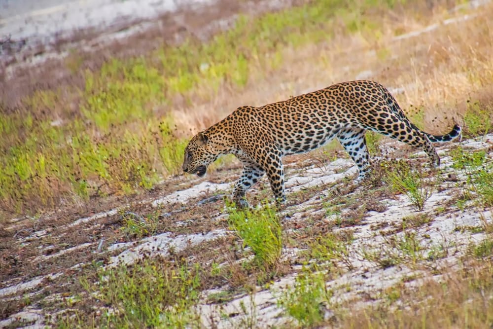 Wilpattu Nationalpark Leopard