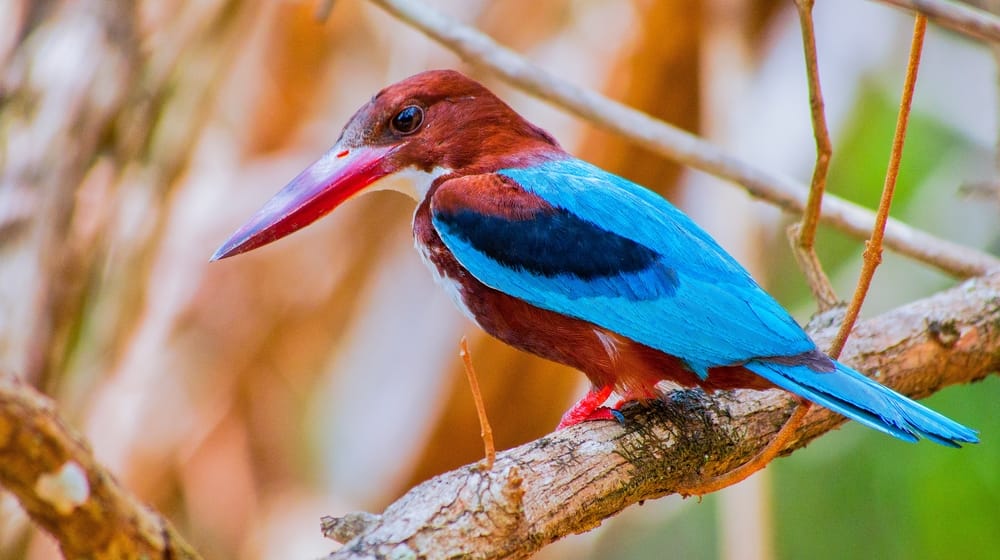 Wilpattu Nationalpark