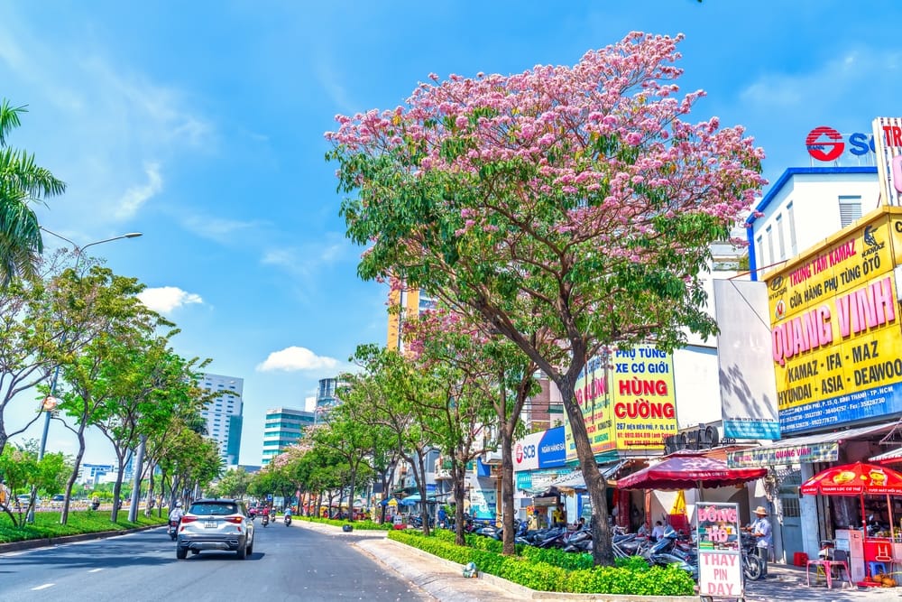 Lyserøde pink trumpet-blomster i fuldt flor i Ho Chi Minh City