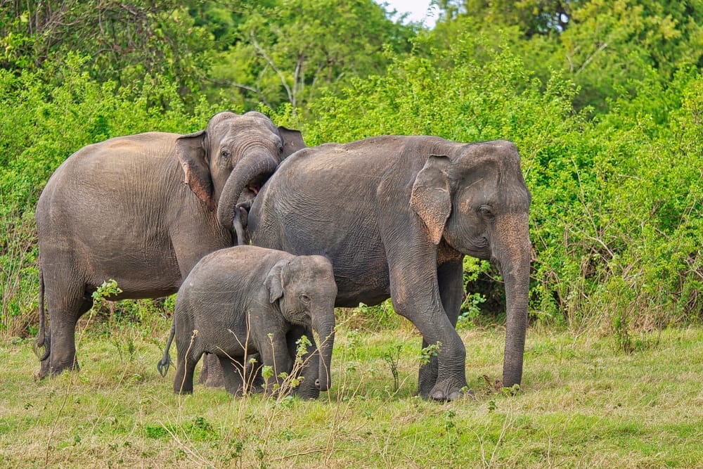 Stor srilankansk elefant står i det åbne landskab i Minneriya Nationalpark omgivet af græs og spredte træer.