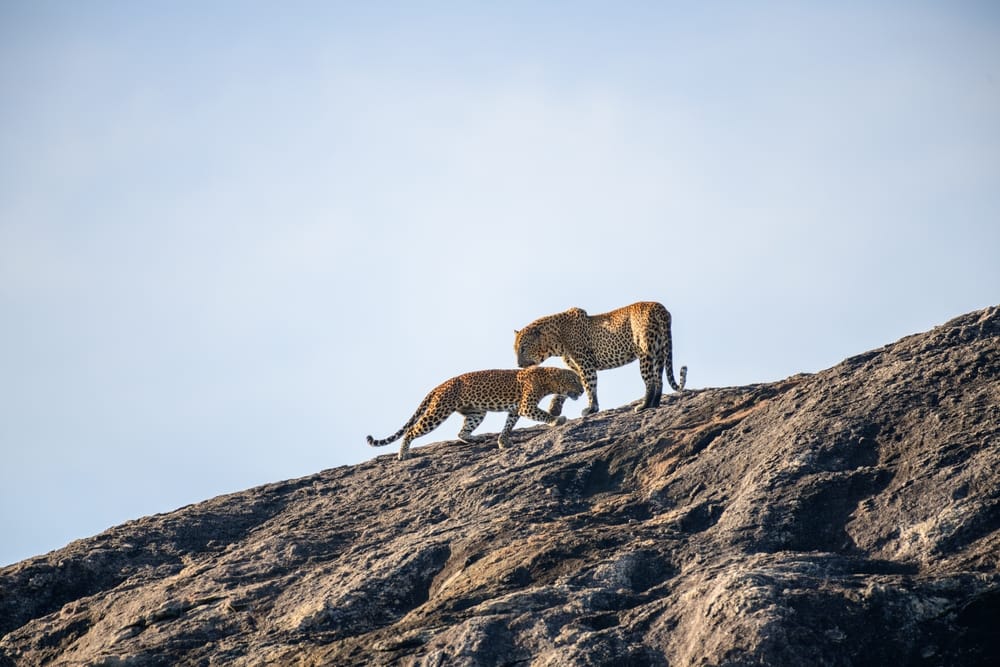To srilankanske leoparder står tæt på hinanden i Yala Nationalpark omgivet af tørt busklandskab.