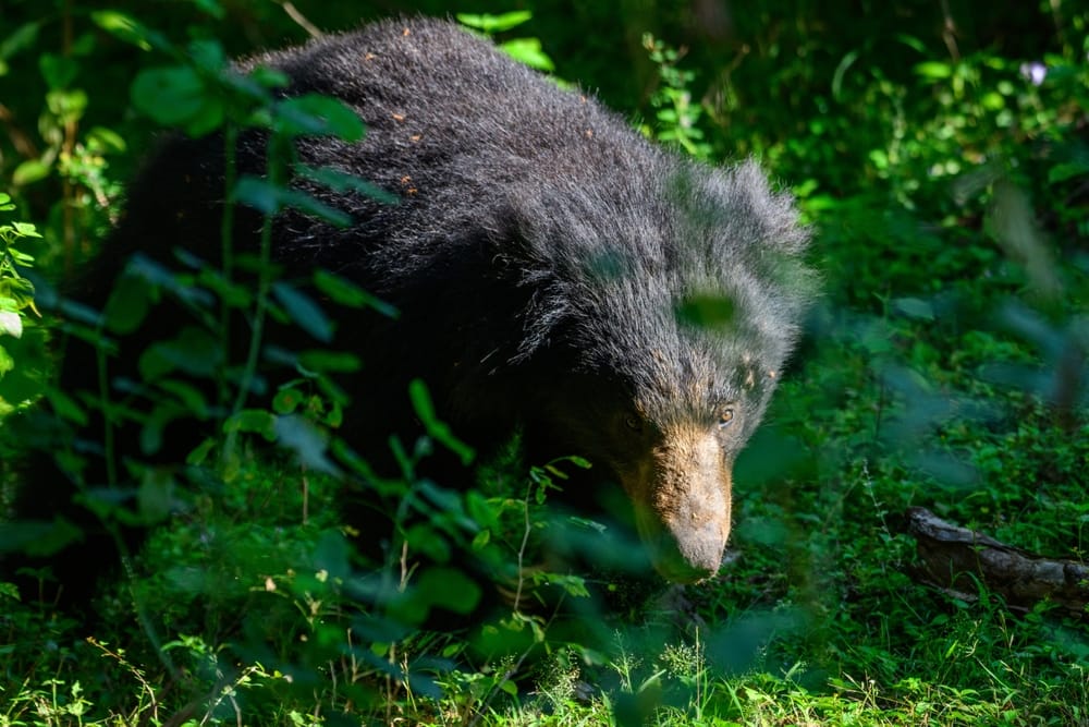 Srilankansk læbebjørn bevæger sig frem fra skyggerne i Yala Nationalpark omgivet af tørt busklandskab.