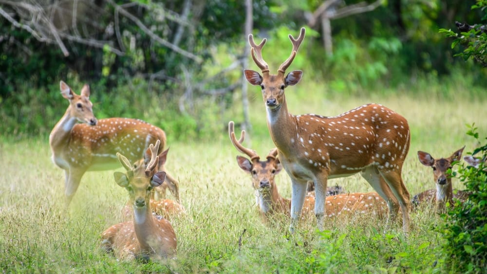 Gruppe af srilankanske axis-hjorte græsser og hviler i Yala Nationalpark omgivet af tør savanne og busklandskab.