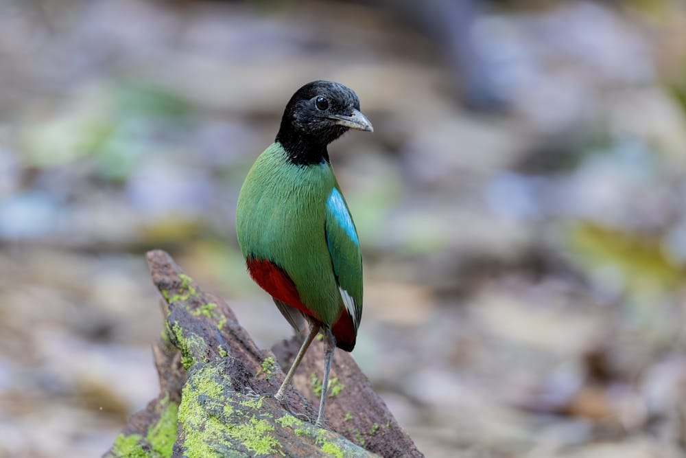 Nærbillede af en Borneo hooded pitta, der står på skovbunden omgivet af fugtig, grøn regnskov.