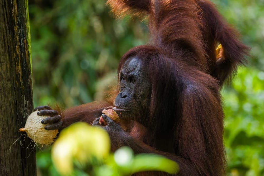 Vild orangutang spiser frugt og kokosnød i junglen på Borneo.