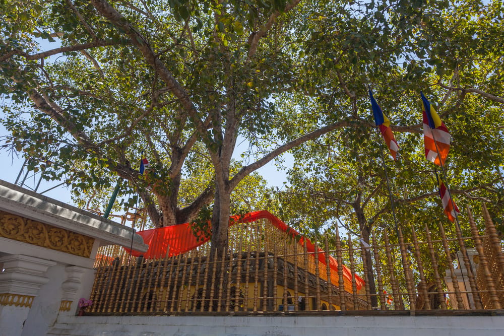 Sri Maha Bodhi-træet i Anuradhapura omgivet af tempelområde, pilgrimme og religiøse ofringer i Sri Lanka.