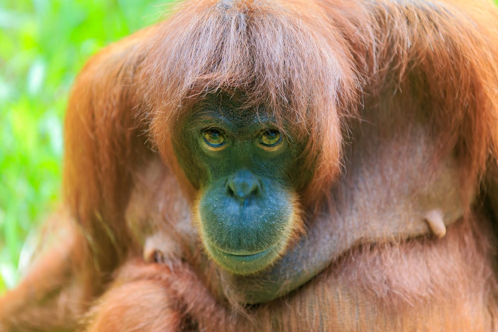 Den borneanske orangutang er Asiens eneste store abeart – på Sepilok Sanctuary kan man opleve dem på nært hold i deres naturlige omgivelser.