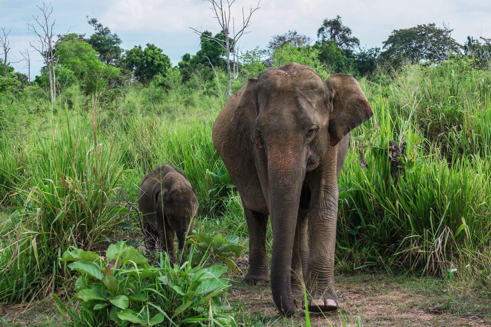 En stor elefant bevæger sig gennem Minneriya National Park et smukt øjeblik der viser parkens åbne sletter og den naturlige adfærd hos de vilde elefanter