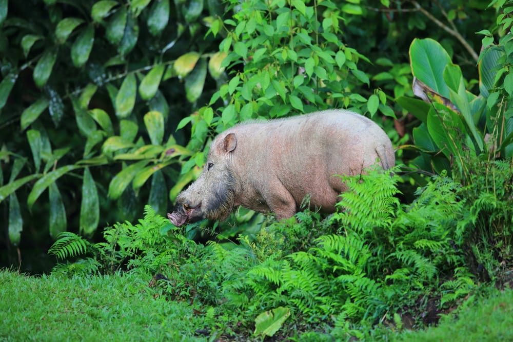 Et borneansk skægsvin (Sus barbatus) bevæger sig gennem den tætte, frodige regnskov i Danum Valley i Sabah, omgivet af områdets rige og uberørte natur.