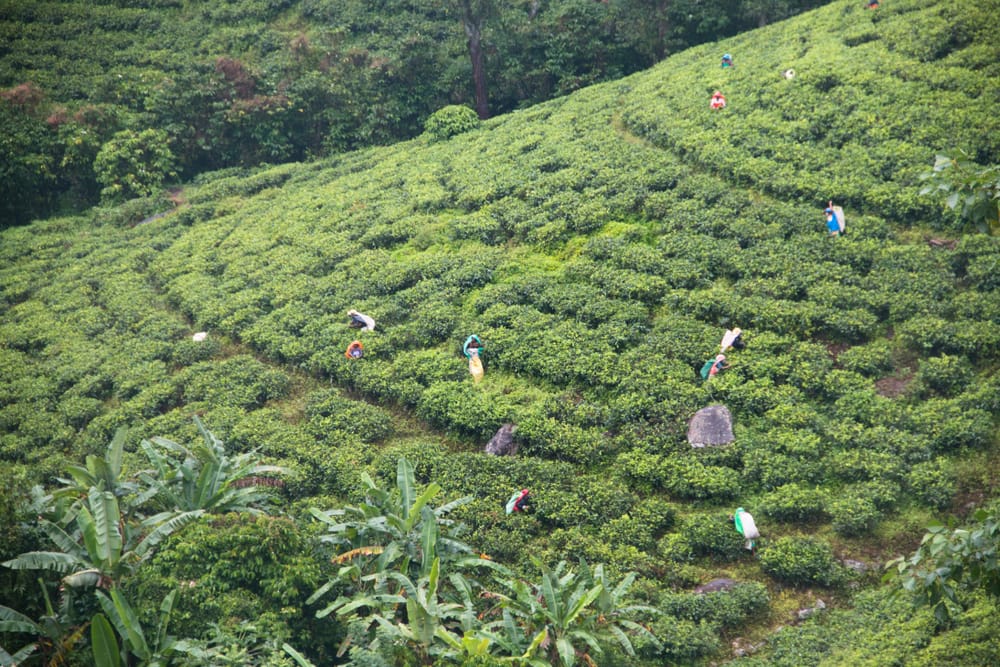 Kvinder iført farverigt tøj plukker teblade på grønne teplantager nær Kandy i Sri Lanka.