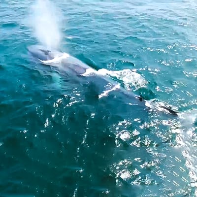 Whale watching ved Mirissa