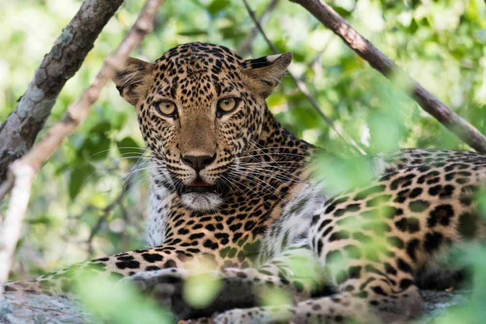 Hunleopard i Yala National Park, Sri Lanka
