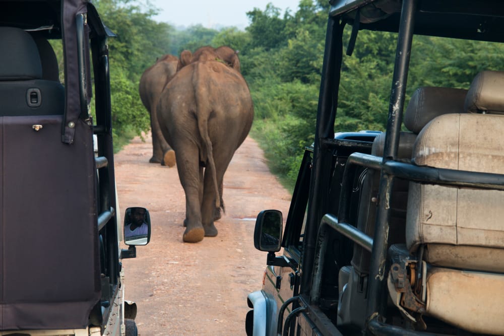 Elefanter i Udawalawe National Park