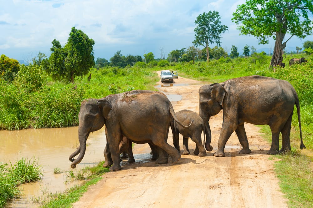 Gruppe af vilde elefanter i Udawalawe National Park, Sri Lanka