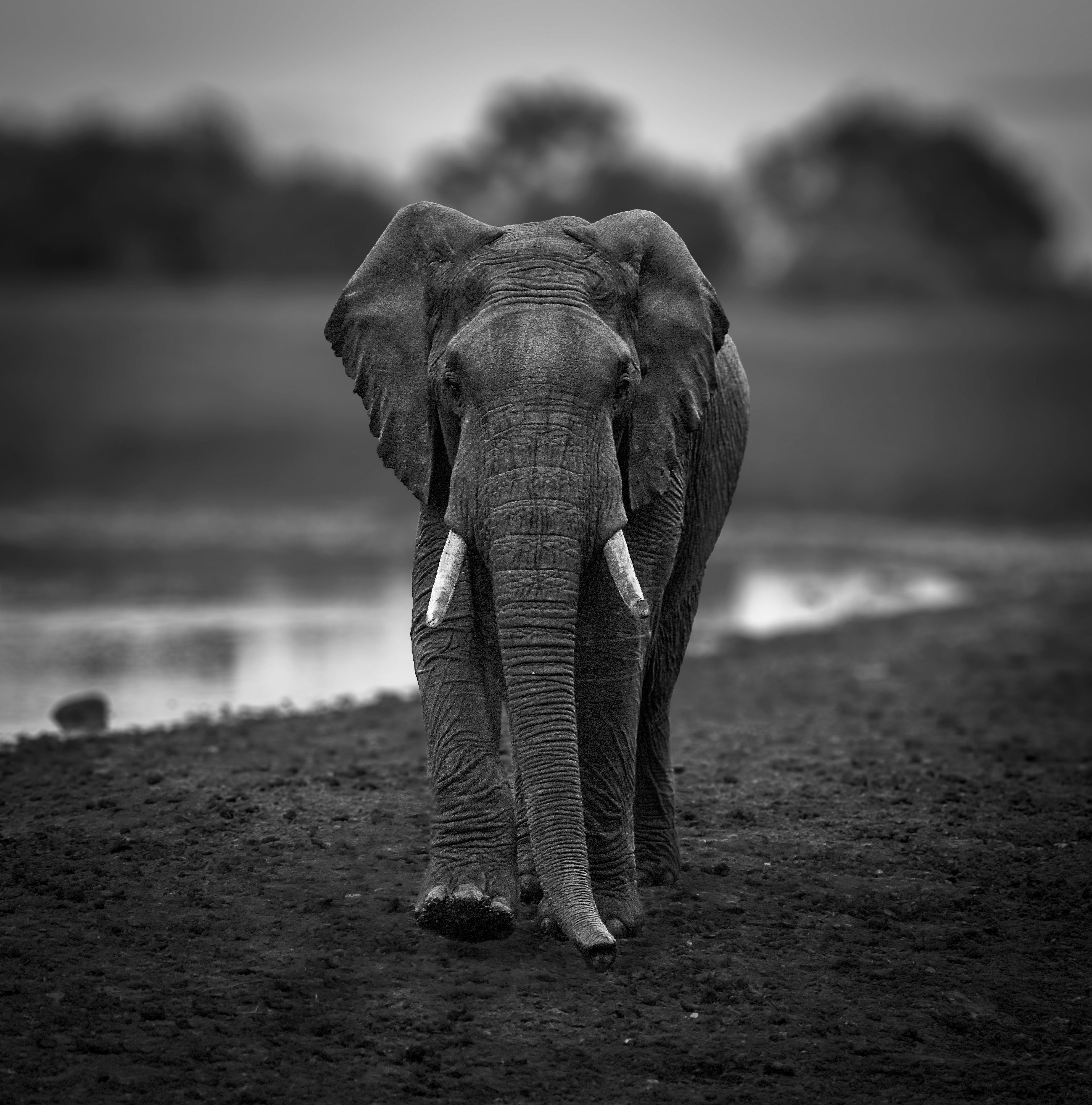 Elefant ved The Ark Lodge i Aberdare