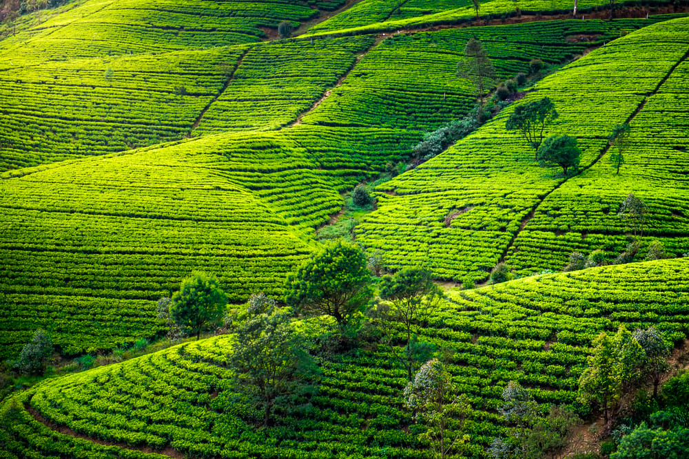 Nuwara Eliya Teplantage