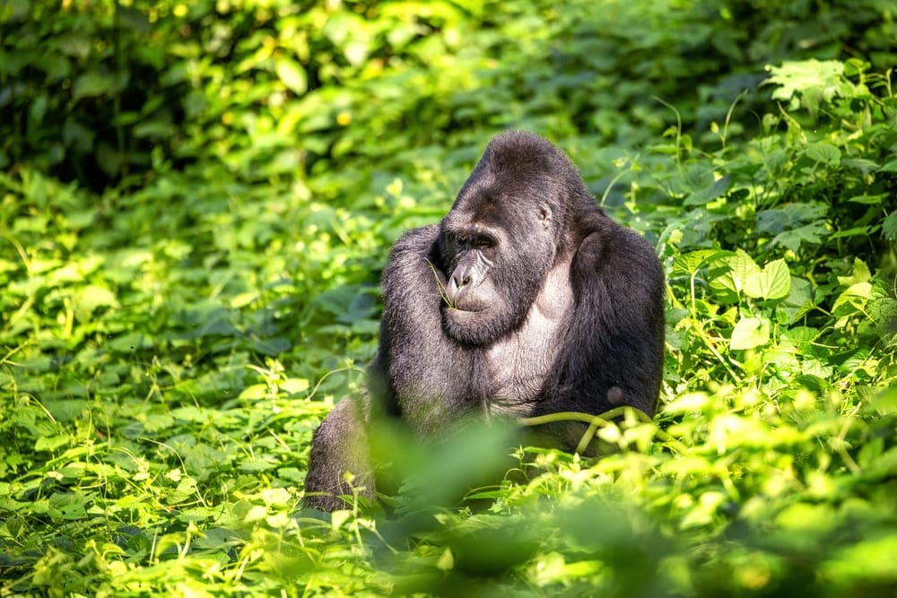 Sølvrygget gorilla i Bwindi Sølvrygget gorilla i Bwindi