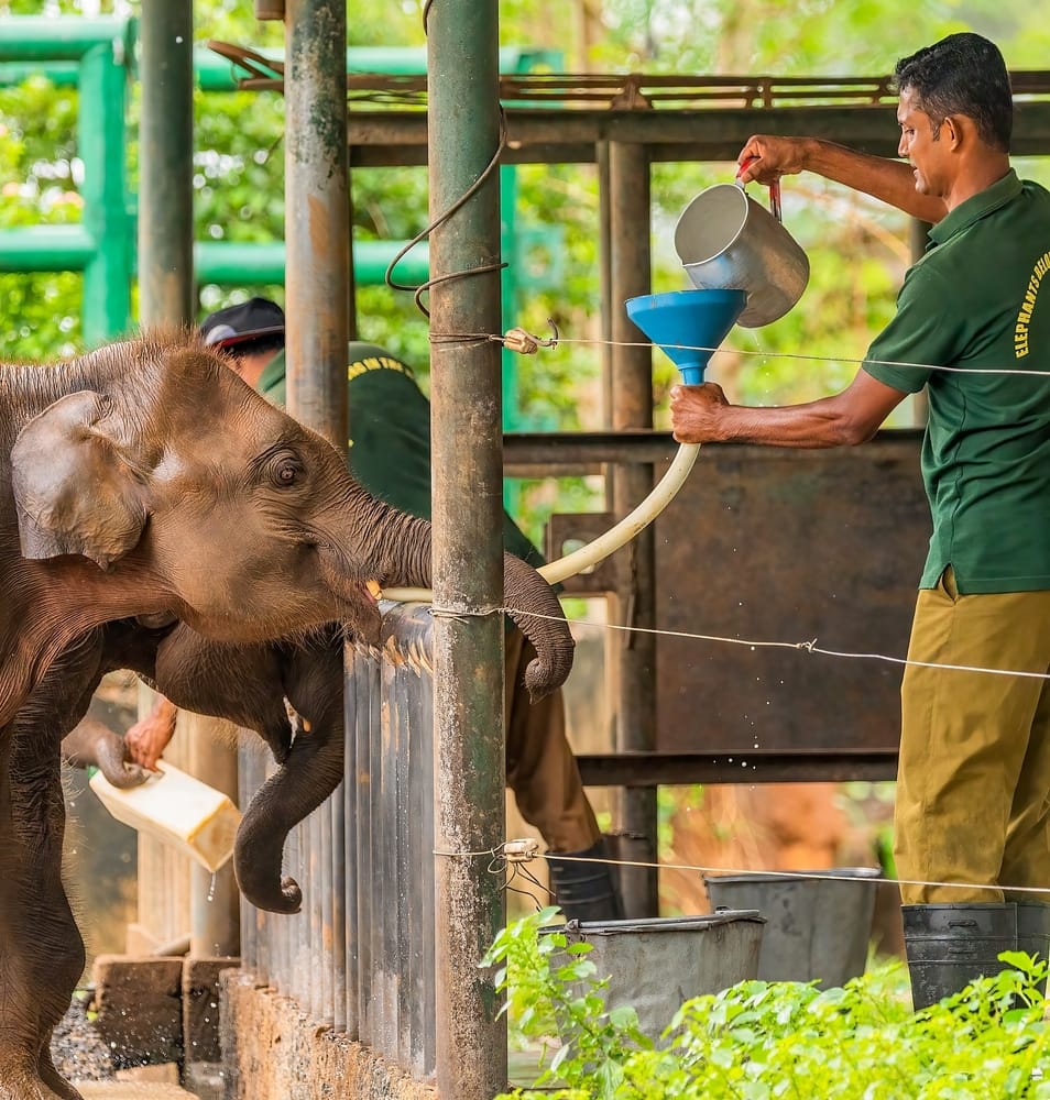 Nærbillede af asiatisk elefant i Udawalawe Nationalpark i Sri Lanka.