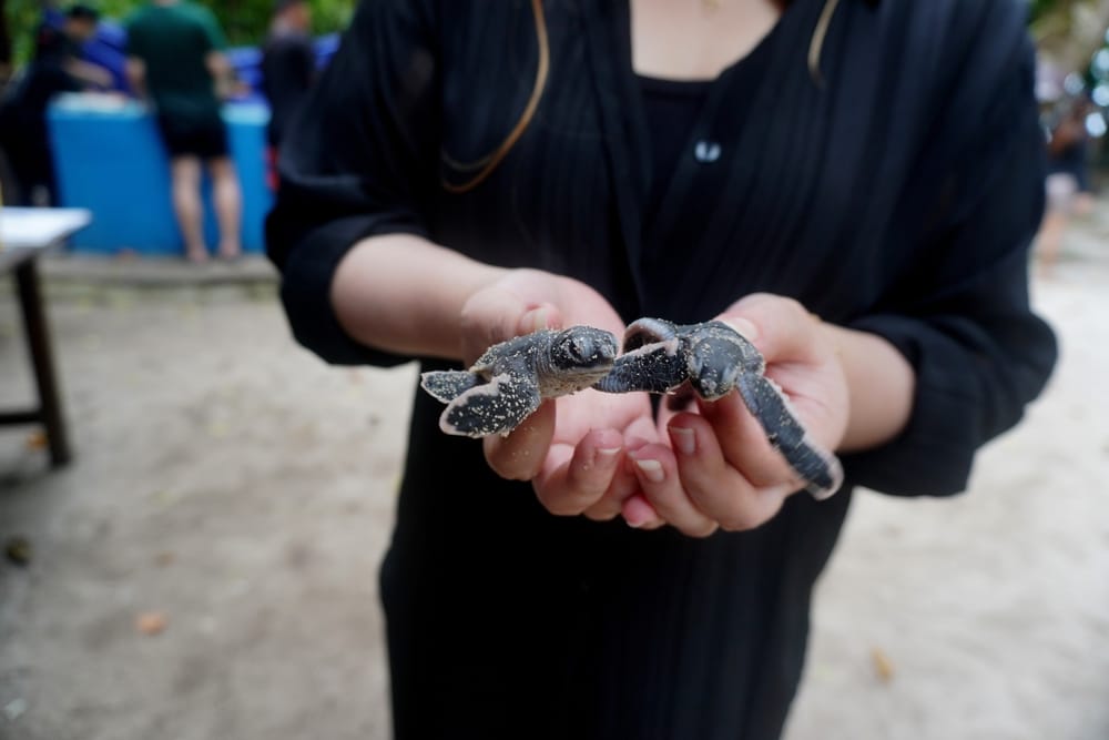 Babyhavskildpadde på Ahungalla Sea Turtle Conservation Centre i Sri Lanka under beskyttelse og bevarelse.