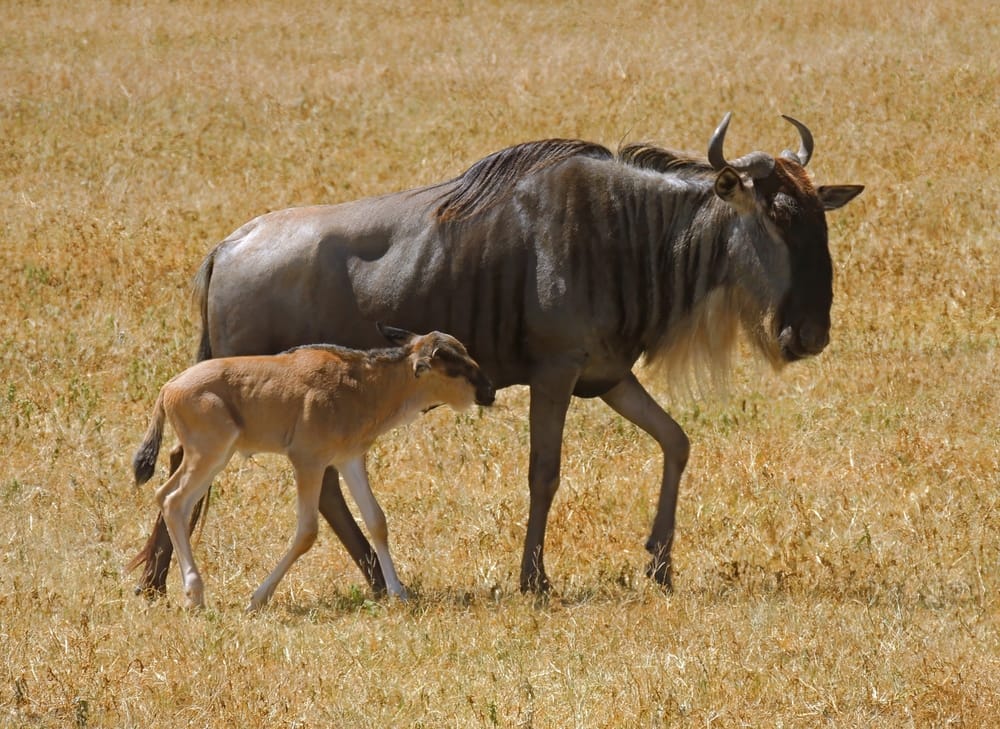 Gnu og kalv Gnu med kalv på savannen