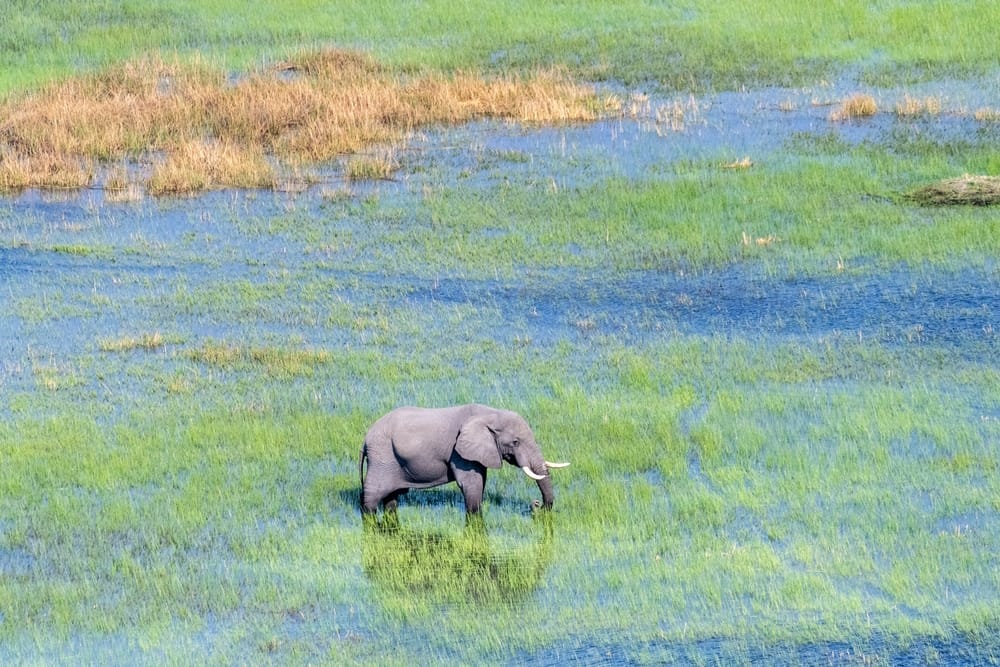 Elefant i Okavango-deltaet Elefant i Okavango-deltaet