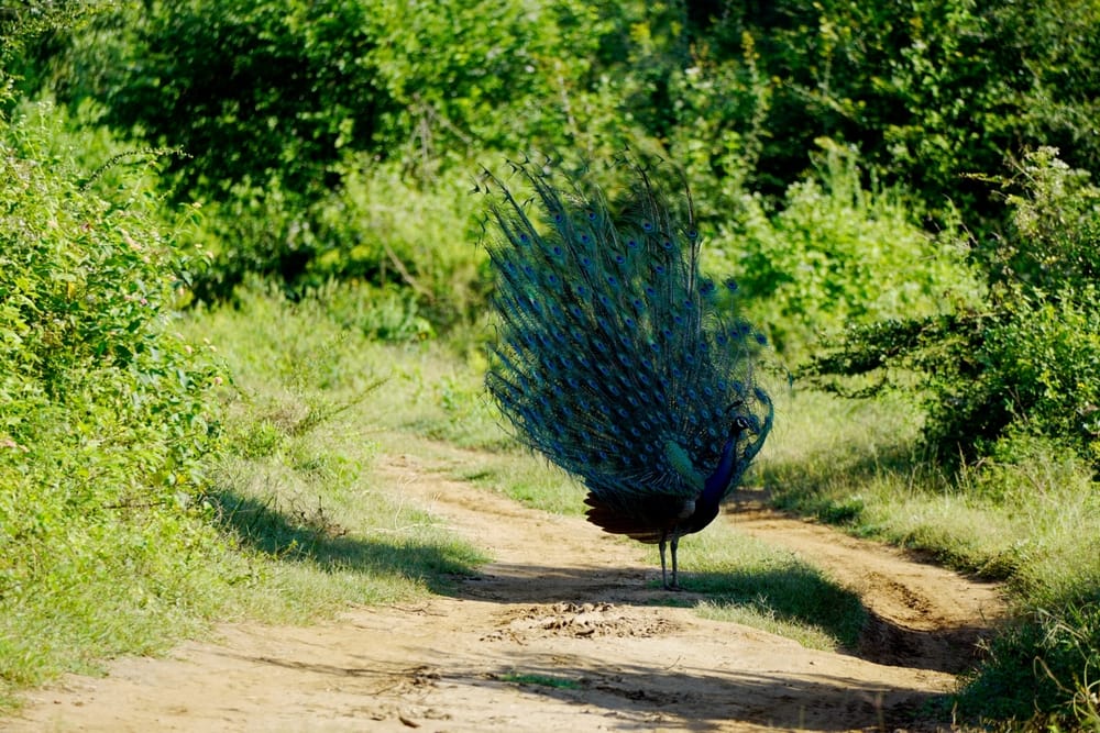 Påfugl i Yala National Park, Sri Lanka