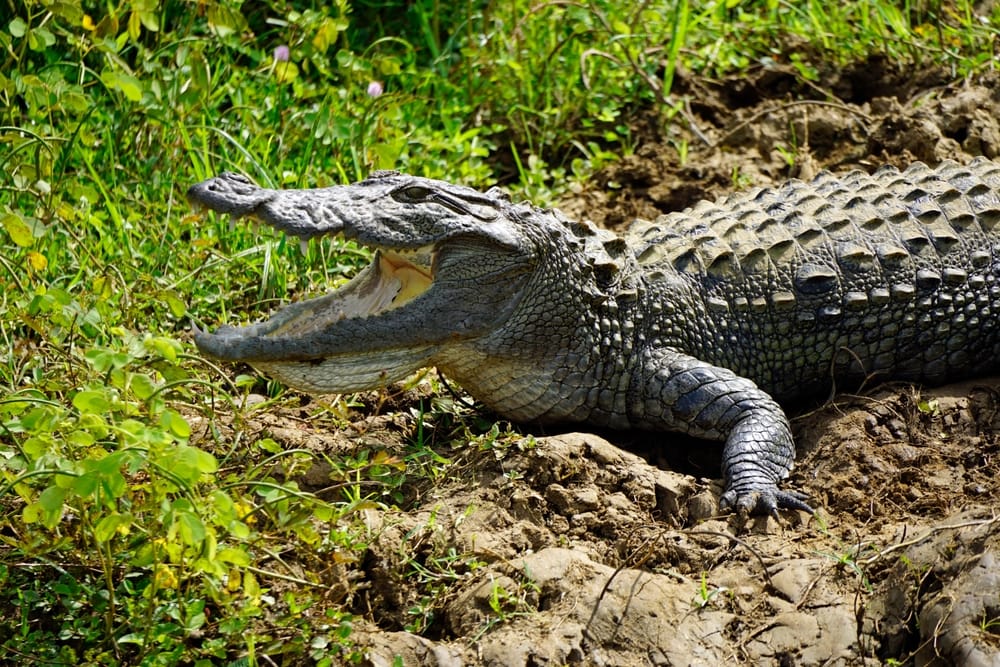 Krokodille i Yala Nationalpark