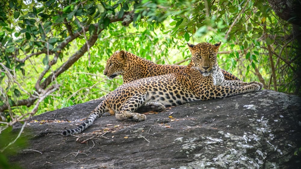 Srilankanske leoparder i Yala Nationalpark