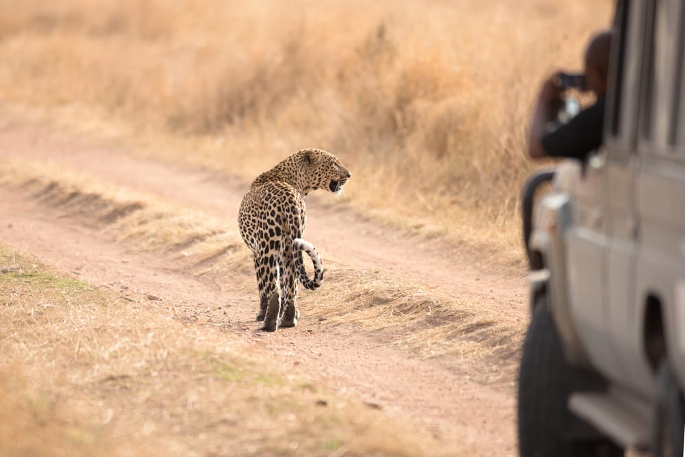 Afrikansk leopard i Serengeti Afrikansk leopard i Serengeti Nationalpark, Tanzania