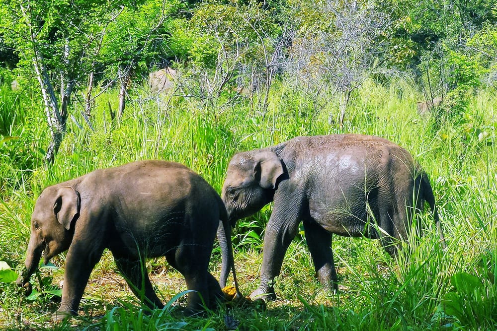 Elefant i Minneriya Nationalpark i Sri Lanka