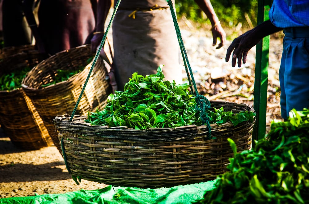 Nuwara Eliya Teplantage