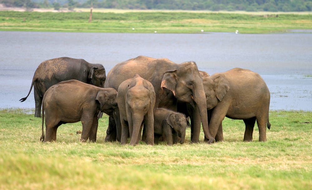 En flok srilankanske elefanter i Minneriya Nationalpark