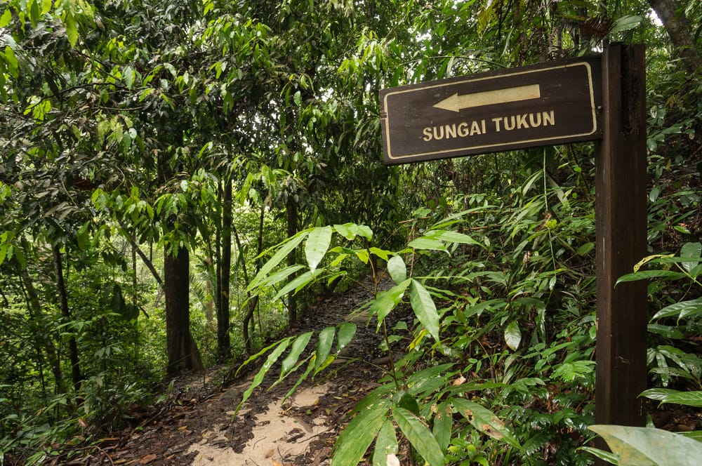 Skovsti i tropisk regnskov med skilt mod Sungai Tukun i Penang National Park.