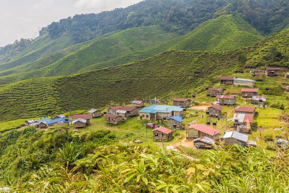 Lille landsby omgivet af grønne bakker i Cameron Highlands, Malaysia.