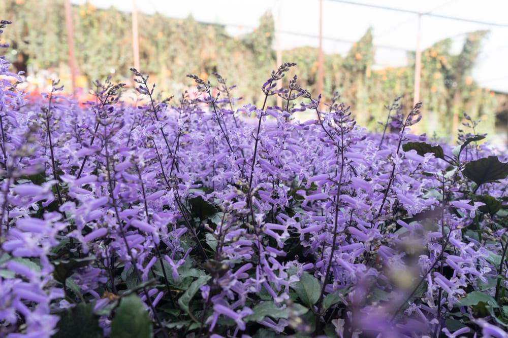 Lilla lavendelblomster i Cameron Highlands omgivet af grønne bakker.