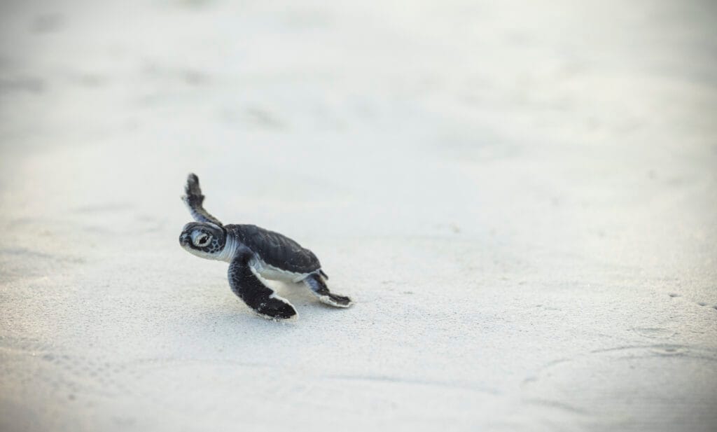 Nyudklækkede havskildpadder på stranden ved Waterlover Beach Resort ved Diani Beach