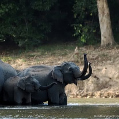 En voksen elefant og en unge står i floden i Ulu Muda-regnskoven nær Earth Lodge i Malaysia.