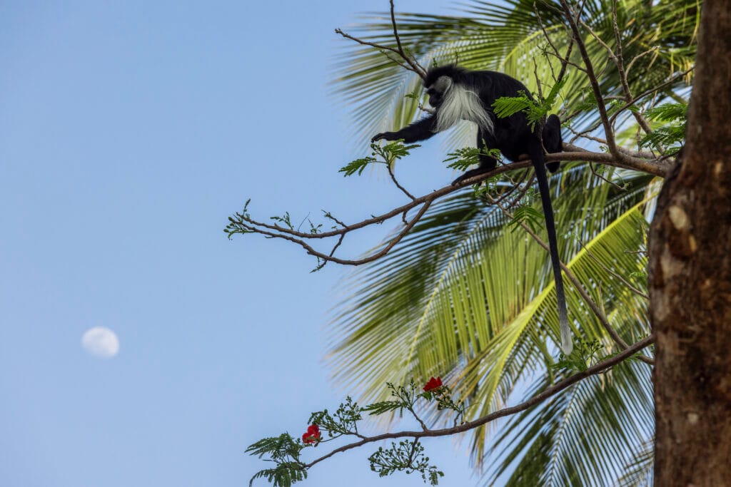 Colobus-abe siddende på trægelænder på Waterlover Beach Resort ved Diani Beach