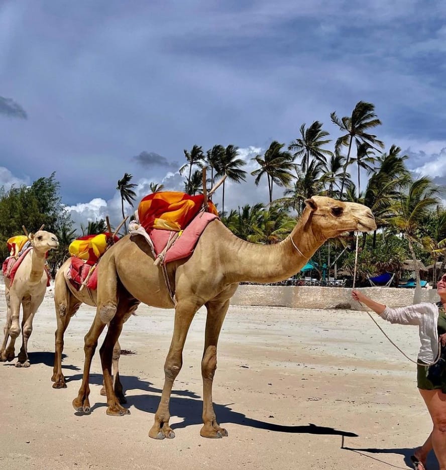 Gåtur med kameler på stranden ved Waterlover Beach Resort ved Diani Beach i Kenya