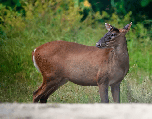 Barking deer (muntjak) i regnskoven ved Earth Lodge Ulu Muda.
