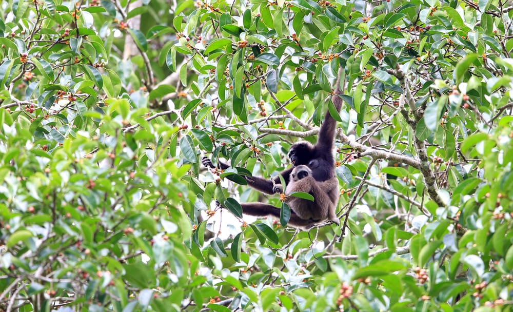 Gibbon med unge i trætoppene i regnskoven i Ulu Muda i det nordlige Malaysia