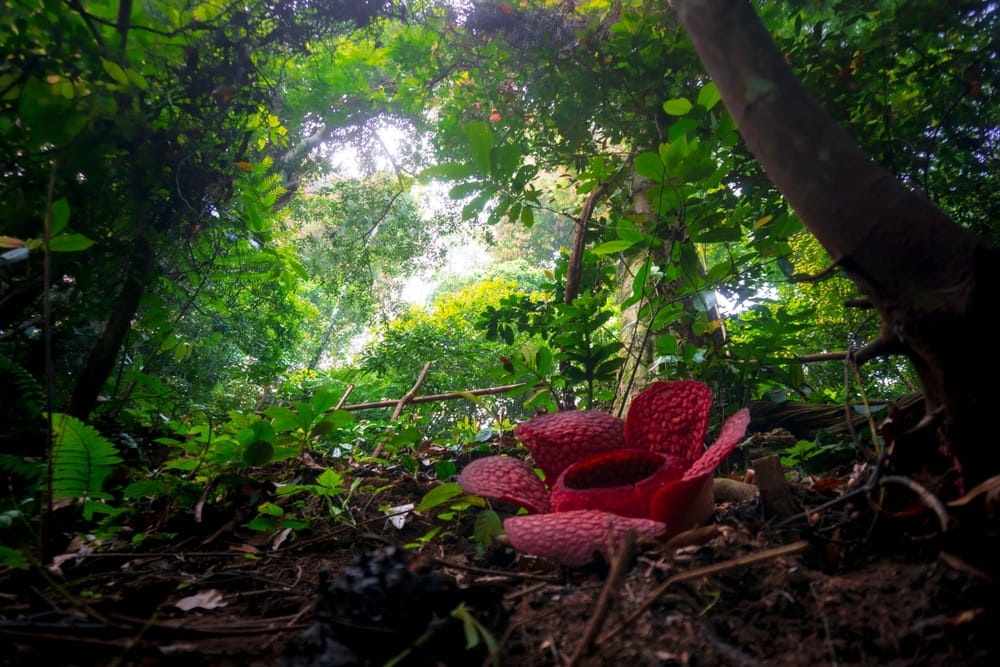 Rafflesia-blomst i regnskovsbunden i Royal Belum i Nordmalaysia