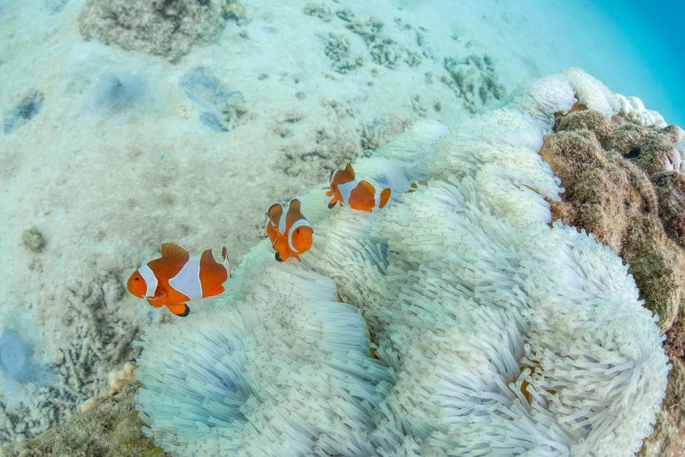 Klovnfisk blandt koraller ved Perhentian Islands i Malaysia