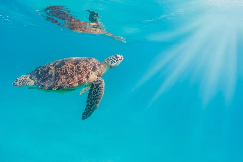 Havskildpadde svømmer i klart vand ved Perhentian Islands i Malaysia