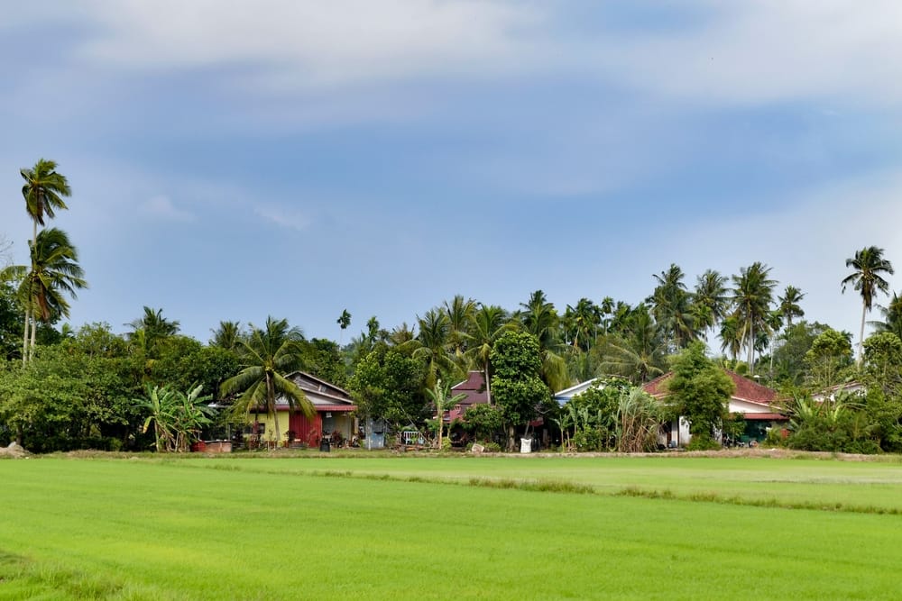 Traditionelle landsbyhuse ved rismarker og palmer i det nordlige Malaysia
