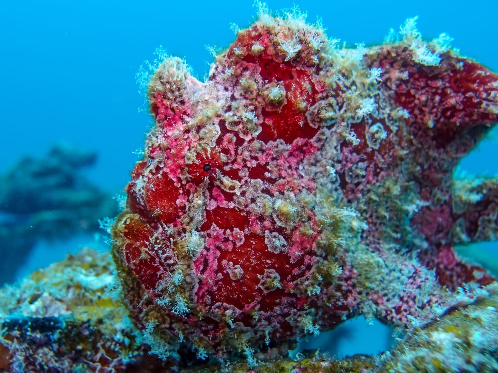 Camoufleret fisk på koralrev ved Perhentian Islands i Malaysia, omgivet af farverige koraller og klart tropisk havvand.