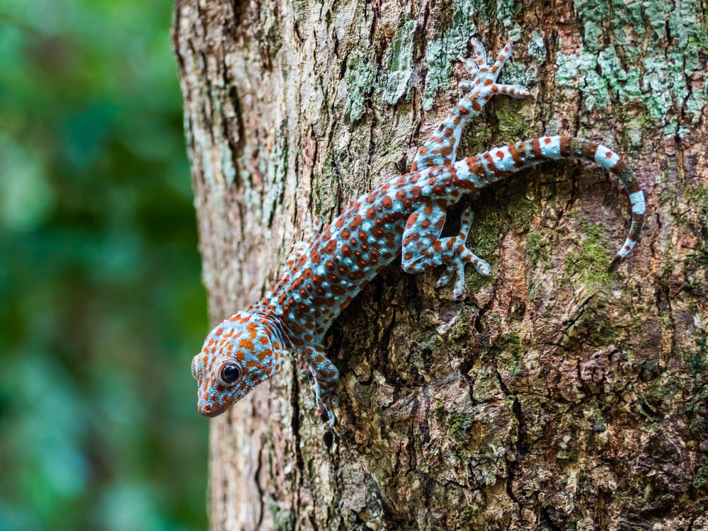 Farverig tokay-gekko med blå og orange pletter klatrer på en træstamme i tropisk regnskov.