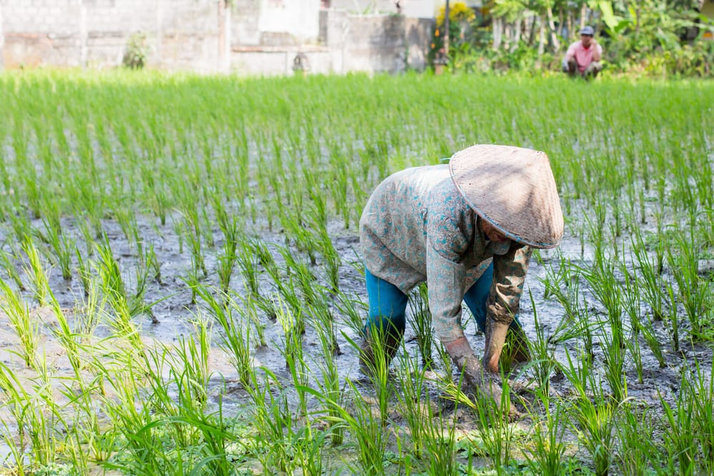 Lokalt liv i rismarkerne omkring Ubud