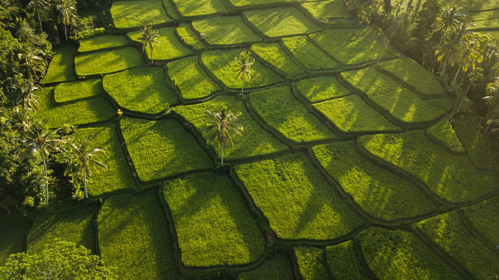 Solopgang over risterrasserne i Ubud på Bali